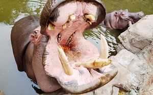 【河马】近距离看河马的獠牙！（牙齿从未锯过哦，河马咀嚼时，上下牙齿相互摩擦，所以看起来就像锯过的一样！它们刚刚吃了红薯藤和青草颗粒料，哈哈…牙齿看起来有点脏！）