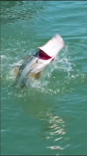 DIVE INTO THE NEW HAWKS CAY EXPERIENCE 🌎 Hawks Cay Resort, the premier destination in Duck Key, FL