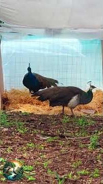 Exploring The New Lair !!! Peacock Duet 🦚 #peacock #myfarm #relaxation