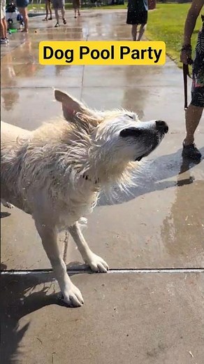 Dog Pool Party Vibes 🐾💦 Golden Retriever Shake Edition