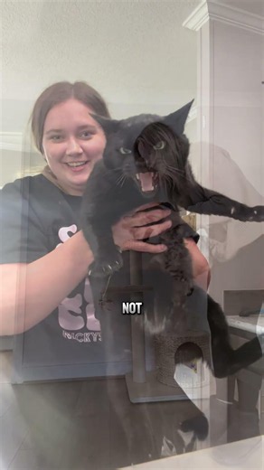 Why Cats Don’t Like Being Picked Up the Wrong Way