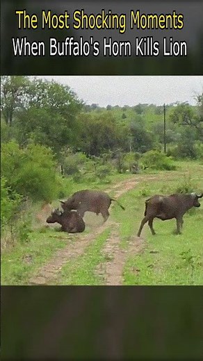 The Most Shocking Moments When Buffalo's Horn Kills Lion