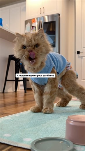 136K views · 2.8K reactions | Cappy and Hadley try sardines. Rich in omega 3's and anti inflammatory properties. I've been incorporating fresh food toppers in Cappy's meal time as a way to assist his digestive system. Sardines have many health benefits too- when used in moderation. Ps Cappy's vet recommends sardines packed in water (not olive oil). #cats #dogs #petcare #meow | Katie Beth Miedaner | Facebook