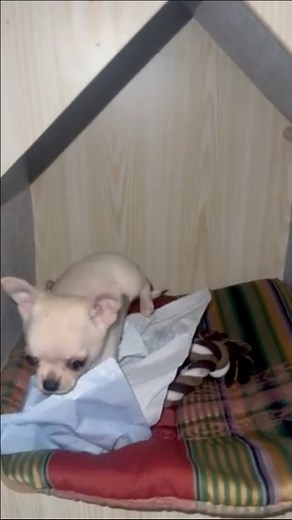 Little Pino is slowly settling into his cozy new home 💛🐶 | Amazing Life