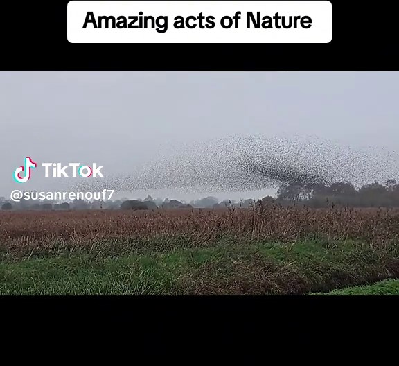 #hamwall #somerset #Murmurations #starlings