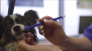 Grooming is our passion! Let our professional pet stylists pamper your pet. | PetSmart