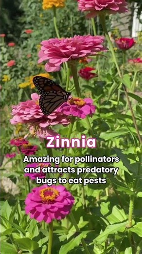 Your garden is basically a buffet for pests UNLESS you plant these flowers🌸#garden #flowers #plants