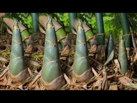 How to Grow bamboo from Cutting, Easy Way To Grow Bamboo By Cuttings!!