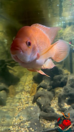 Feeding Time with a 9” Red Devil Cichlid