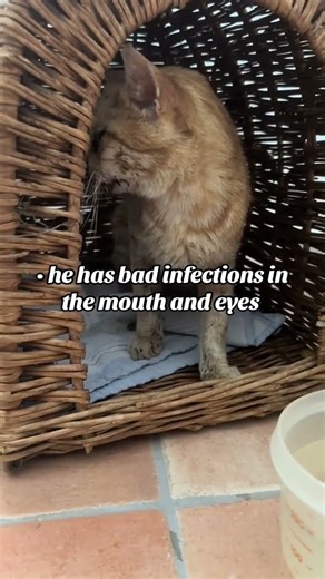 Donate $500 to save Nika surgery treatment #adoptstrays #cat #rescue