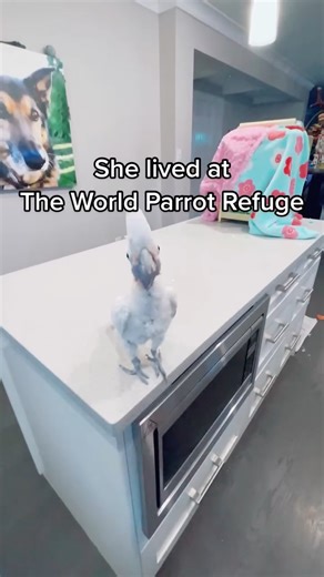 316K views · 11K reactions | Coco Chanel is the Cutest Dancing Cockatoo #RescueParrots #ParrotLove | Lucky Lou and Coco Too | Facebook