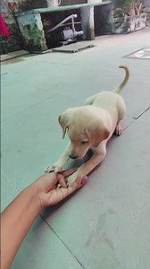 Labrador basic training 🐶