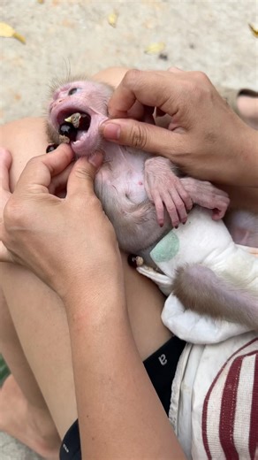 The poor little monkey ate too many fruit seeds.