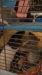 2 ladies fighting!! Mostly just standing there doing the windmill at each other 😂