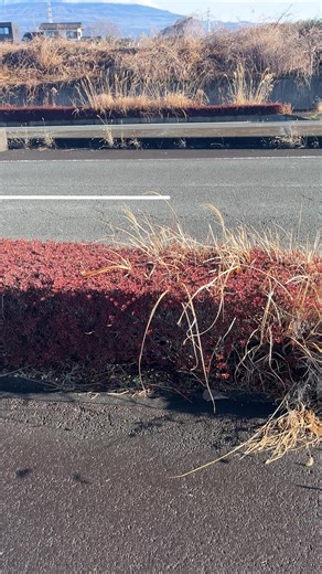 好きだよな#japan #富士山 #fujisan #kenshuseijapan🇮🇩🇯🇵🎌 #fuji