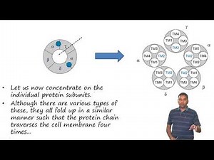 Receptor Types and Functions