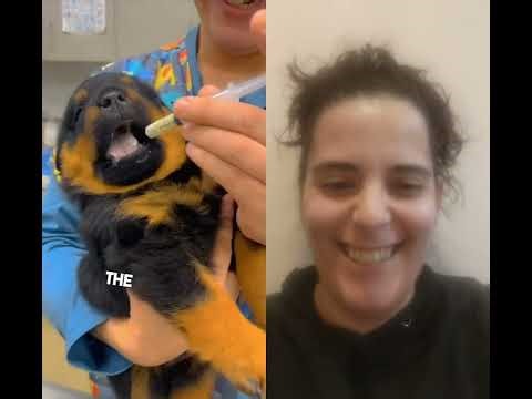 Puppy's medicine protest is the most dramatic thing ever #puppylife #funny