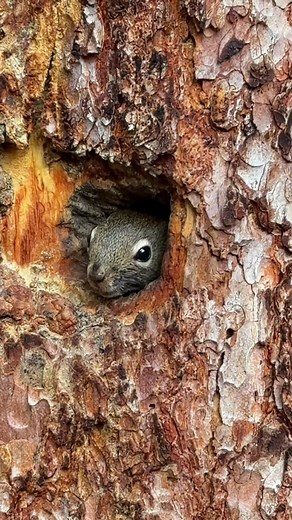 Today, we celebrate the incredible diversity of wildlife that call Banff National Park home! From majestic elk and elusive lynx to soaring birds and tiny amphibians. These animals are vital to the health and balance of our ecosystem and remind us of the wild beauty we are privileged to share. Everyone wants to catch a glimpse of the incredible wildlife here in Banff National Park. But you must remember to give them space! This means you must: 📏30 metres (3 bus lengths) from deer, elk, sheep, an