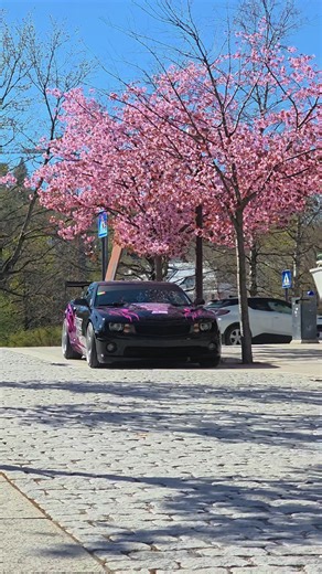 Summer Enthusiasm for V8 Camaro Cars