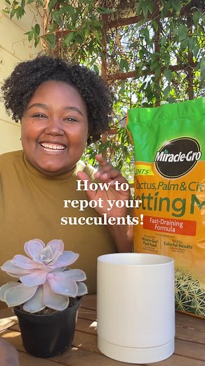 Repotting Succulents: A Step-By-Step Guide