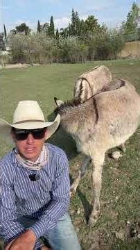 Are donkeys in danger of extinction? | #fotoranch