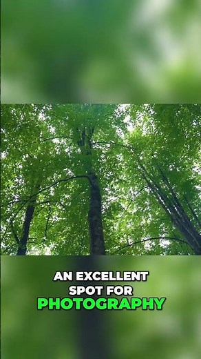 Bohol Man-Made Forest: A Stunning Mahogany Tree Tunnel