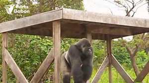 5.8K views · 180 reactions |  Djala, le sage des Plateaux Batéké ...