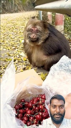Chinese monkeys are really good 😱. chinese monkeys singing #chinese monkeys singing original