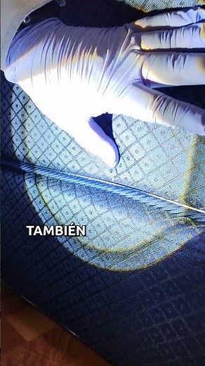 Señales de chinches en la cama ⚠️😲 | Cómo detectar una infestación a tiempo 🔎🧐