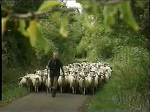 Teletubbies - Herding Sheep