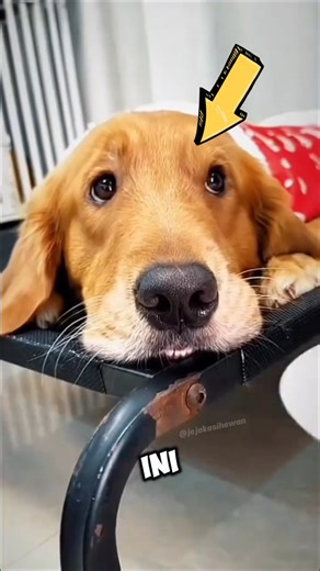 Smart Dog But Too Naughty🥰❤️ #shorts