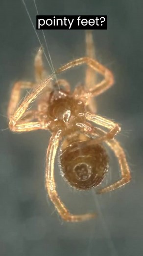 Secrets of Spider Foot Revealed via Microscope