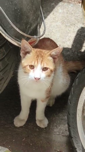 😹😹#dubbingcomedy #funnycats#viralcats#animallovers#trendingshorts#mani& simba