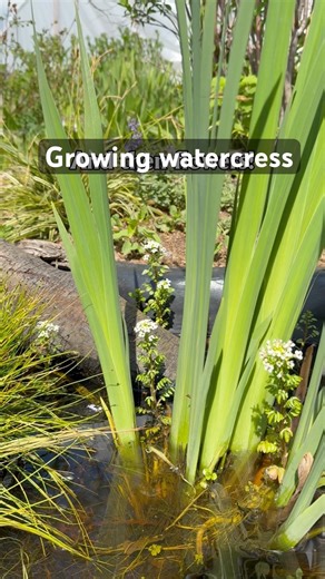 The cheapest native UK pond plant you can buy! Growing watercress in my pond.