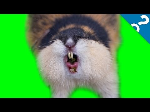 5 (False) Science Facts | What the Stuff?!