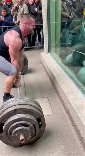 Strong Man Tries to Lift Heavy Weights… The Gorilla Laughs and Lifts Them High