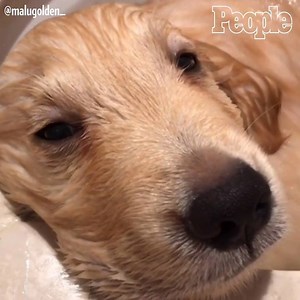 11M views · 419K reactions | This sleepy puppy is certainly loving its first bath.  (via Instagram: @malugolden_) | People | Facebook