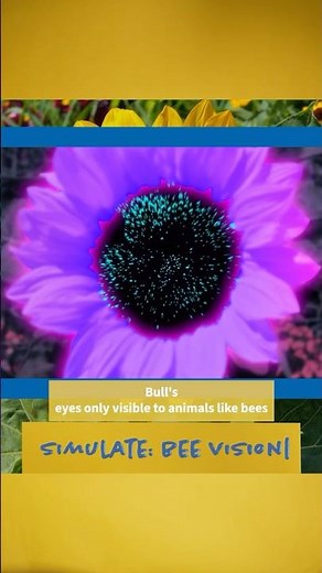 How do flowers attract bees? #insects