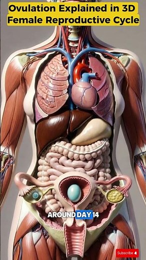 What Happens During Ovulation? | Female Cycle Explained