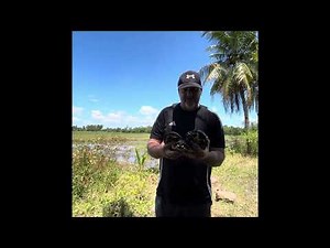 1.2 adult Philipines Box Turtles from the wild