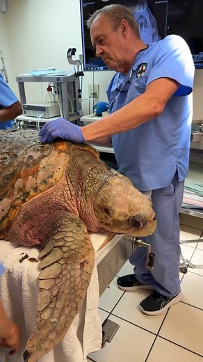 Madea comes into the hospital for her annual physical with Dr. Terry! Madea, an adult female loggerhead sea turtle is non-releasable due to a boat strike injury. The injury left her with bubble butt syndrome or positive buoyancy disorder. Madea is adoptable (a fun way to support the care of sea turtles at The Turtle Hospital). Thank you to all of Madea’s “parents”! #madea #seaturtle #seaturtlelove #loggerhead #seaturtlehospital #biganimals #connectandprotect #compassioniscontagious @bettezirkelb