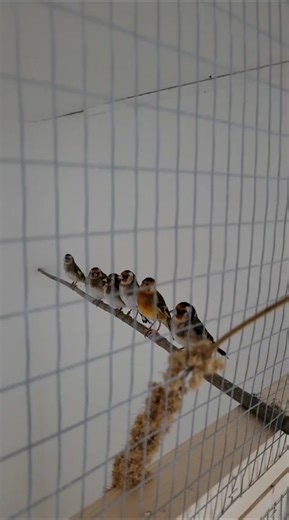 Hand-Reared Goldfinch Care Tips for Bird Enthusiasts