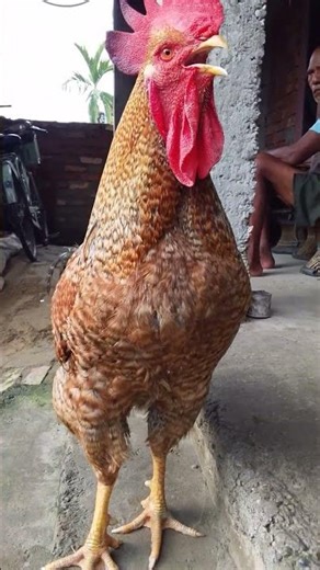 Rooster crowing sound morning effects #rooster