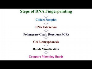 Principle and Steps of DNA Fingerprinting