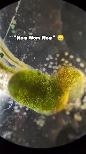 Chaetogastor Worm and Midgefly Larvae #science #microbiology #microscope #microbiology #microworld