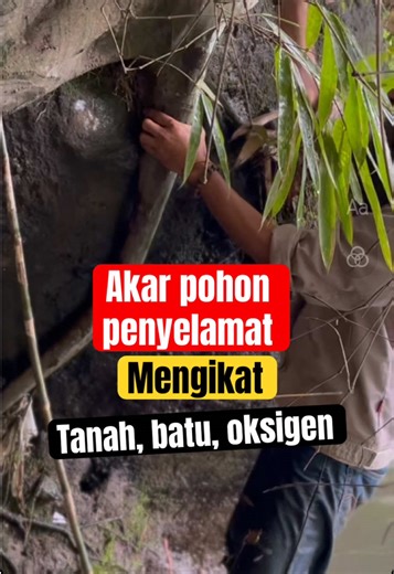 Pohon Penyelamat: Peran Tanaman dalam Mencegah Longsor