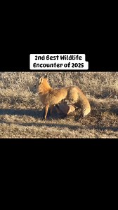 2nd best wildlife encounter of 2025. Momma red fox feeding her very young family. #Nature #wildlife #cute #fox #redfox #fblifestyle | Abandoned Alberta Book & Photos