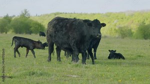Raising Cattle. Young Black Cow On Pastures. Black Angus Calf Suckling From Mother At Free Range Farm. Cows Graze In Meadow.