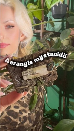 💚orchid growing on mounts 💚 #orchid #orquideas #cultivodeorquídeas #orchidea #garden #gardening