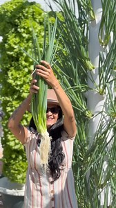 The plants grown on aeroponic towers are nourished with an ionic mineral nutrient solution that contains all the essential macronutrients (such as nitrogen, phosphorus, and potassium) and micronutrients (including iron, copper, manganese, and more) required for optimal plant health and development. This solution is automatically diluted at a 1:300 ratio using a water-powered dosing pump called a Dosatron, which operates without electricity. In practical terms, this means that for every 300 liter